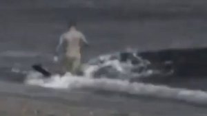 Страшное видео Акула напала на человека прямо на берегу