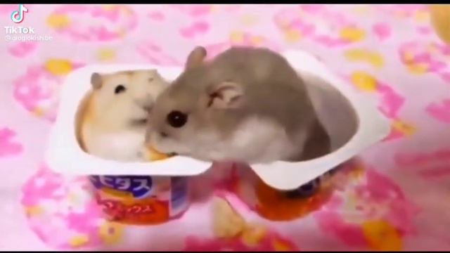 Злой хомяк смотреть онлайн