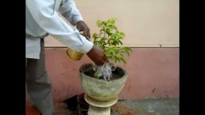 How to potting 2 Ficus tree for Bonsai