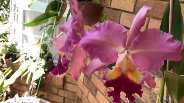 Супер Каттлея Большой Вилсон, Осеннее Цветение Орхидей.. Blc.Taiwan Good Life Big Wilson ? смотреть онлайн