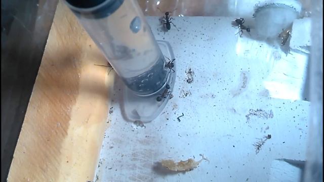 Водопой у сервиформики(Serviformica watering place) смотреть онлайн