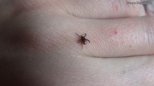 Как вытащить клеща Если укусил клещ Эксперимент над клещем How to pull a tick Поддубные