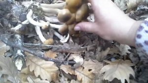 Опята в Краснодарском крае , теплая осень