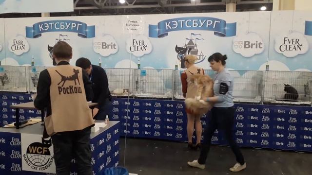 Кэтсбург.WCF ринг взрослых. Миша и Афоня. смотреть онлайн