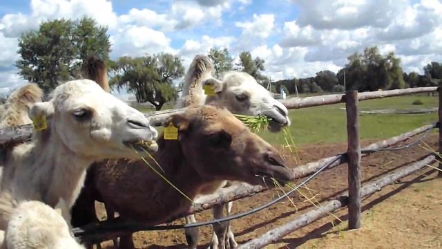 КОРМЛЮ ВЕРБЛЮДОВ 5 смотреть онлайн