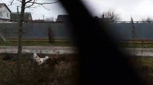 Петушиные бои