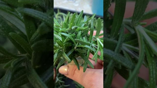 Сушим мяту и мелиссу для ароматного чая