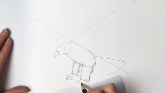 How to Draw a Bald Eagle смотреть онлайн