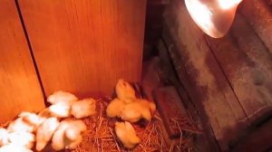 Совместное содержание цыплят бройлеров с гусятами.