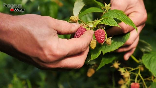 СРОЧНО ПОЛЕЙТЕ ЭТИМ МАЛИННИК ВАС ЗАВАЛИТ КРУПНОЙ ЯГОДОЙ! Лучшее Удобрение Для Малины смотреть онлайн
