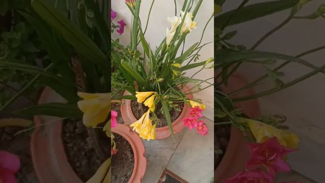 खुशबूदार फूलों के पौधे freesia flower plant full care tips.पूरे भारत में लगा सकते हैं।