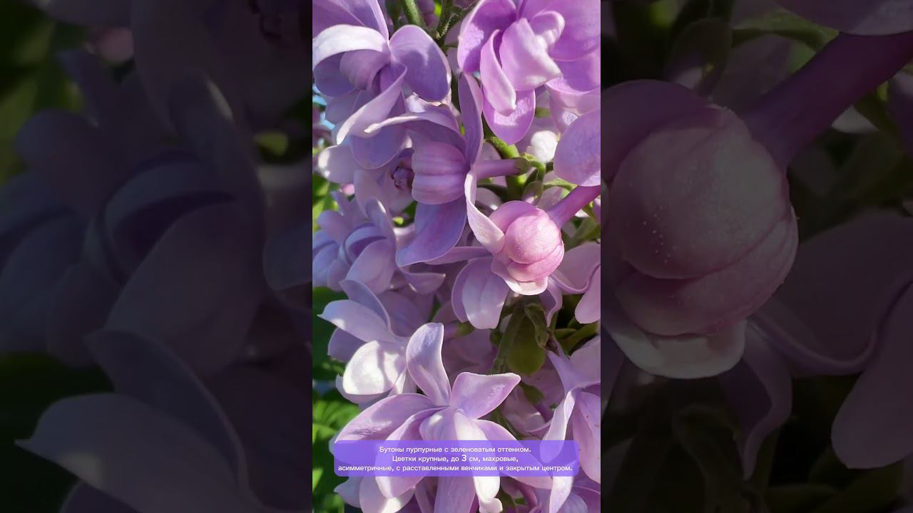 Сирень  обыкновенная Маршал Баграмян. Русская сирень. #сирень #garden