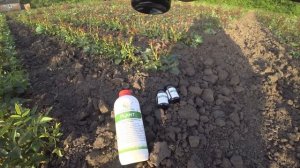 Если выращиваете розы, то Вам просто необходимо иметь такой стимулятор роста!!!