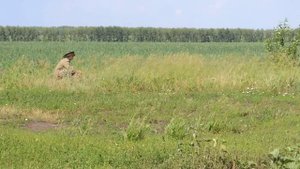 Ловля перепела 1