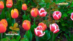 Ноҳияи Восеъ ҷамоати деҳоти Рӯдакӣ / Абдулло Султон - Тоҷикистон