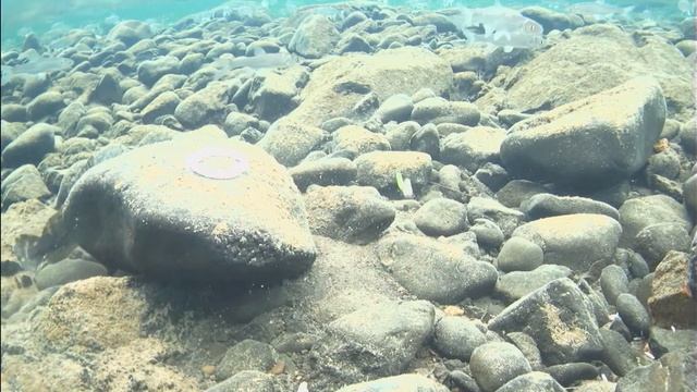 Эвенкия .Подводные съёмки камерой Язь 52 Налимов !!! смотреть онлайн