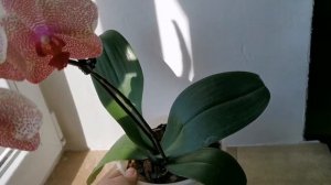 Phal. I-Hsin Sesame (орхидея фаленопсис Сезам, домашнее цветение)