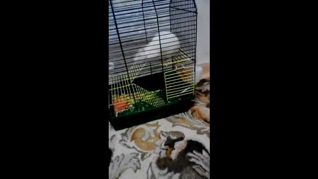 УХОД И СОДЕРЖАНИЕ ДОМАШНИХ КРЫС! КАК СОДЕРЖАТЬ КРЫСКУ?🐀