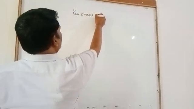 L-13 Pancreas gland смотреть онлайн