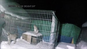 РЫСЬ АЛМАЗ АТАКУЕТ БОЛЬШУЮ ЛОПАТУ мы убираем снег с крыши рыси реагируют на лопату.mp4