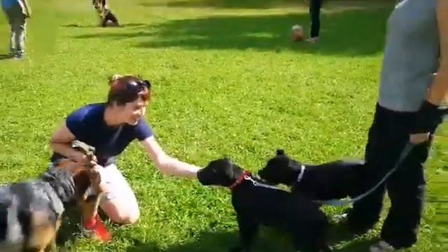 Питомник кане корсо Ля Миа Фортуна. Социализация щенков. La Mia Fortuna kennel. Cane Corso.