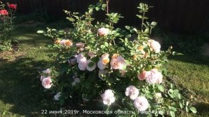 Обзор розы Леандр (Плетистая) - Leander (Austin, 1982)