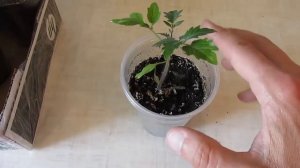 Выращивание рассады томатов в стаканчиках