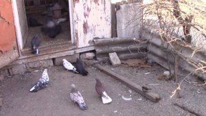 Голуби А.И.Дмитренко г.Курахово 12.03.2021