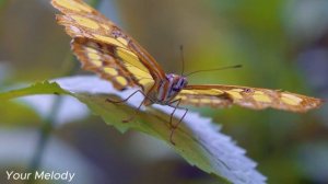 Нежная мелодия любви прекрасна🌿 Самая лучшая музыка в мире🌿 Сергей Грищук #13