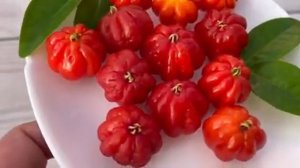 Суринамская вишня. Евгения Унифлора. ?