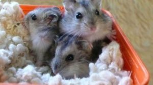КАК УХАЖИВАТЬ ЗА ДЖУНГАРСКИМ ХОМЯЧКОМ | About Hamsters ?