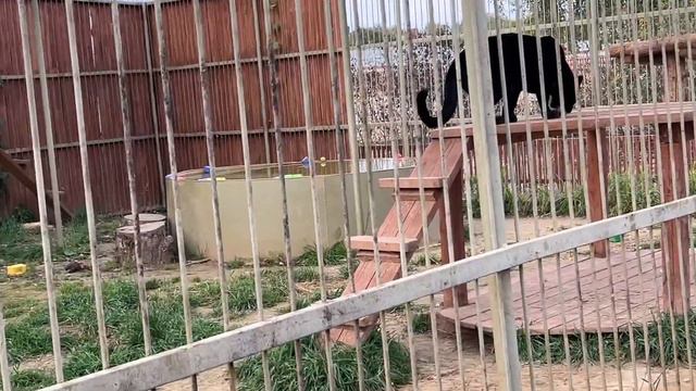 Пумка и Брабус / Парк Львов «ЗЕМЛЯ ПРАЙДА» смотреть онлайн