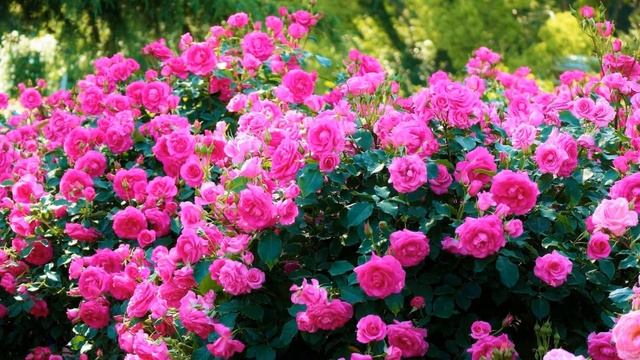 ?Красивые цветы и нежная музыка со звуками природы? смотреть онлайн