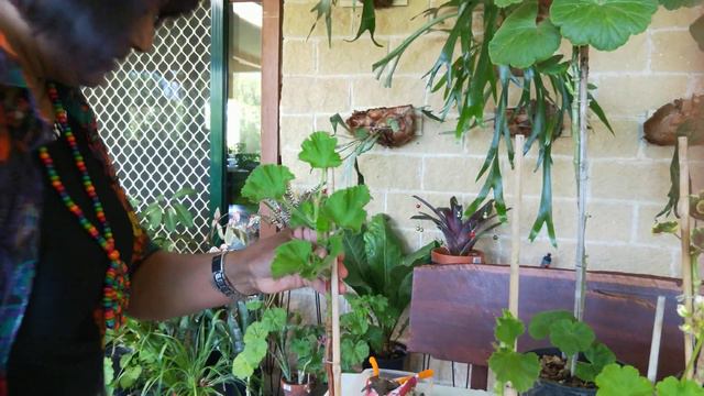 Standard pelargoniums (update 2) смотреть онлайн