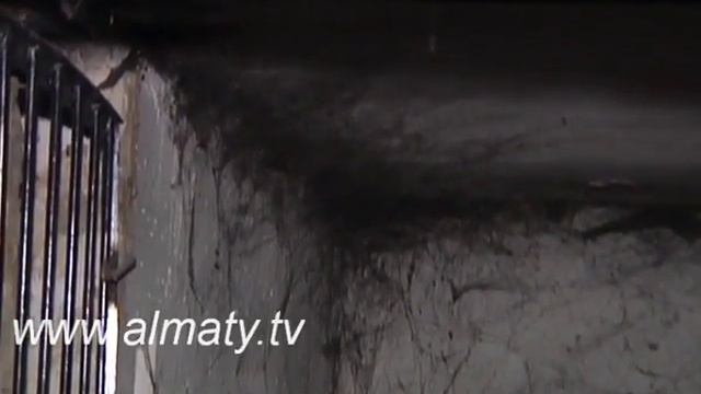 Дом в Алматы оккупировали блохи смотреть онлайн