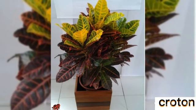 Variedades de Crótons extremamente lindas #Crótons смотреть онлайн
