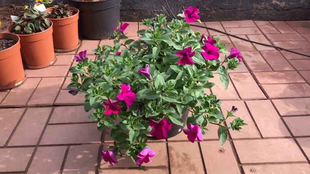 Обзор сортов вегетативных петуний N6 ПЕТУНИЯ SURFINIA (IMPULZ) GIANT PICOTEE PURPLE смотреть онлайн