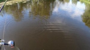 БЮДЖЕТНЫЙ СПИННИНГ CHAMPION FOREMAN. ОБКАТАЛ ПО ОКУНЯМ