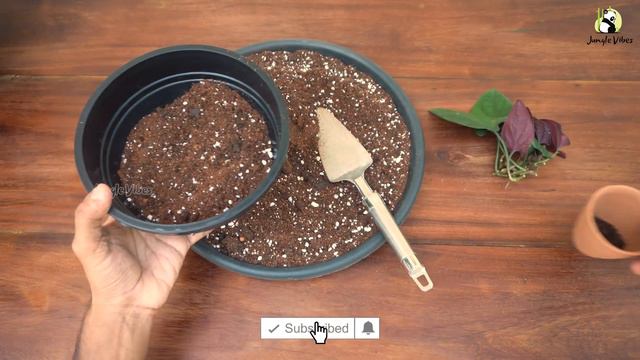 My secrets to grow bushy Syngonium Erythrophyllum | Easy method to propagate Erythrophyllum