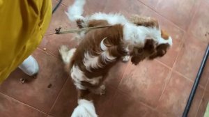 Вязка кавалер Кинг Чарльз спаниель