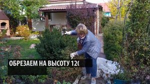 ОТПРАВЛЯЕМ КЛЕМАТИСЫ НА ЗИМОВКУ ? Как правильно укрыть клематис? / Садовый гид