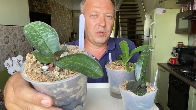 Как правильно поливать орхидею после пересадки. Как правильно поливать орхидею после пересадки
