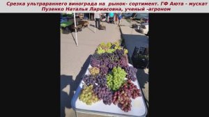 Ультраранние сорта для рынка и умение торговать. Мой виноград - лучший! ГФ Аюта- размер гроздей.