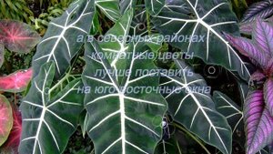 Комнатные растения для восточного окна