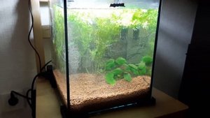 Запуск аквариума 20 литров
