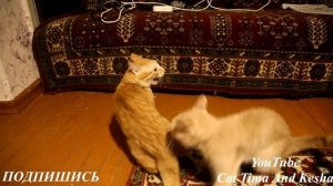 КОШАЧИЙ БОКС ДРАКА КОТОВ, КОШКИ ДЕРУТСЯ