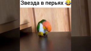 Смешные видео приколы.mp4