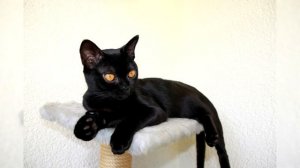 Бомбейская Кошка. Плюсы и минусы, Цена, Как выбрать, Факты, Уход, История