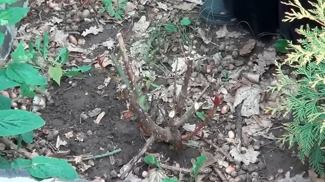 Розы. Весенняя Обрезка Роз. Как Обрезать Розы смотреть онлайн