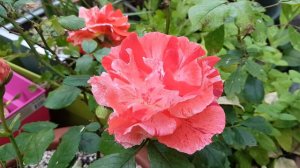 Hanky Panky Roses